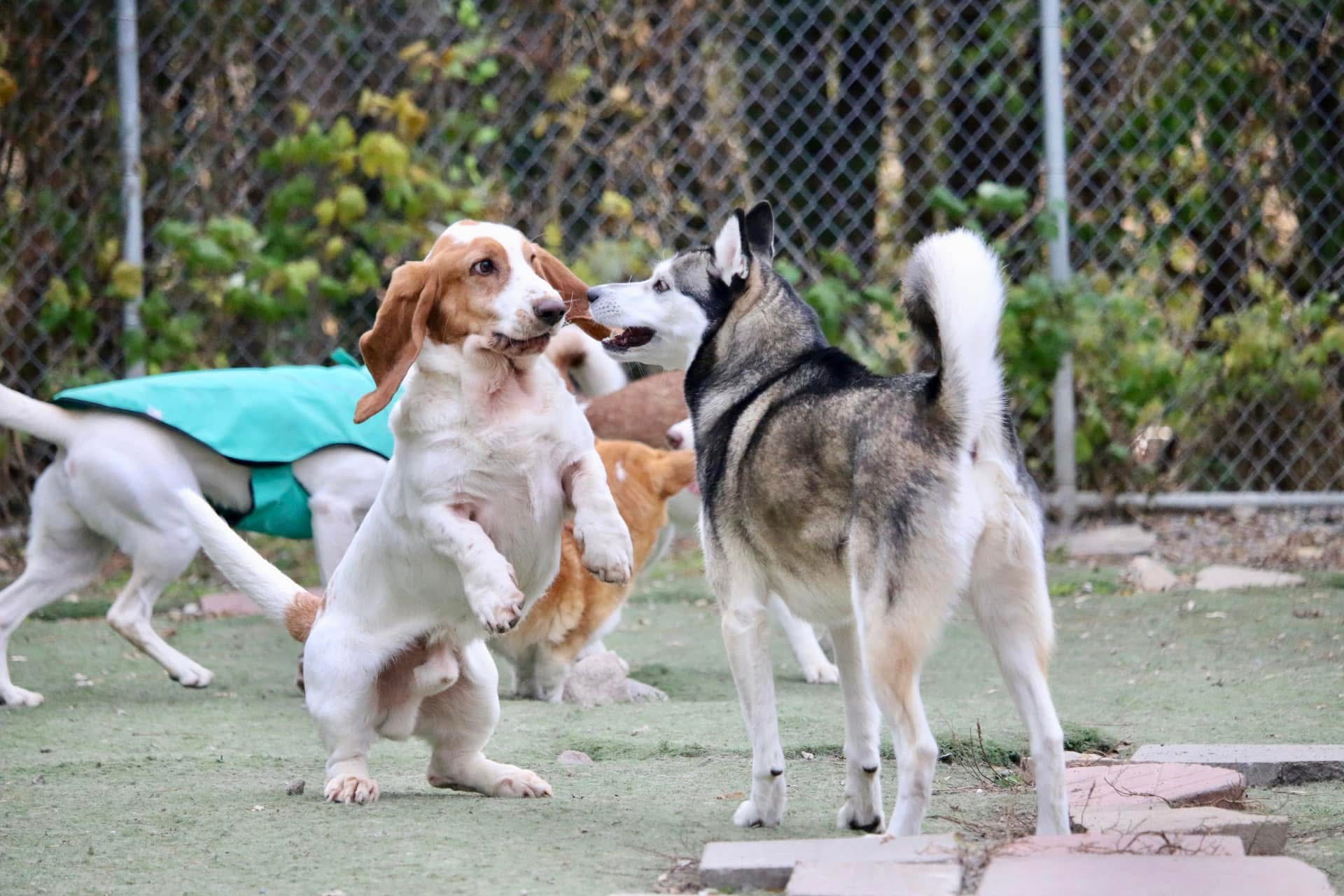 K9 Central  featured image